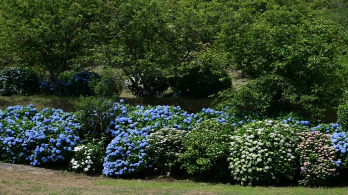 ◆1週間ぶりに「野見金公園」へ