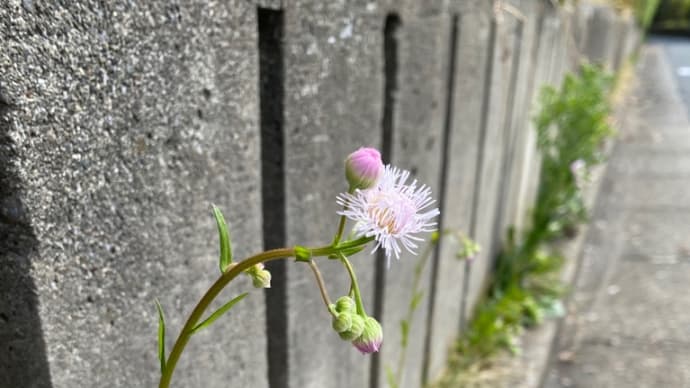 痔なのかなあ?