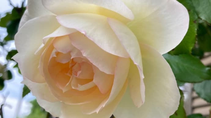薔薇が満開🌹