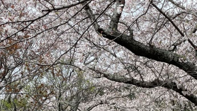 桜の季節には桜のお話し