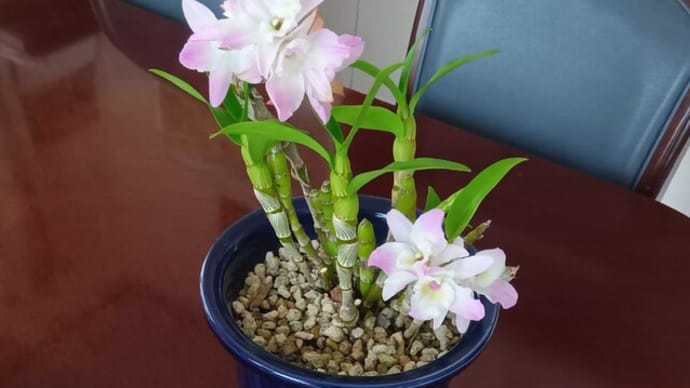 デンドロビューム