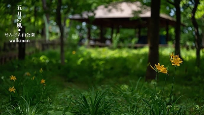 五月の風に揺られて。