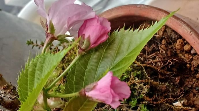 桜　鉢植え