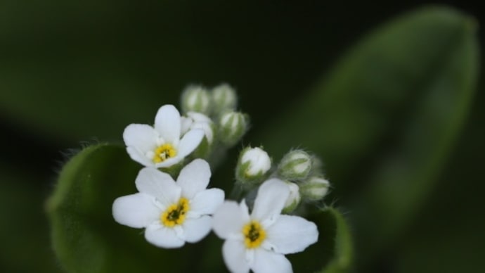 forget me not