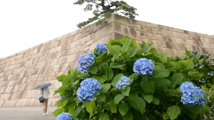 皇居・花便り・・・梅雨の可憐な花たち(2016/6/19)
