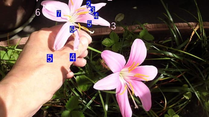 カリナタ、また花弁7枚(2024/7/20)