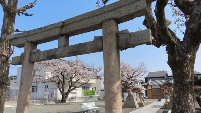 連日のお花見