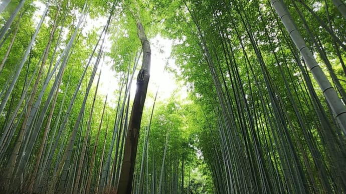 静かな竹林の小径と大河内山荘庭園