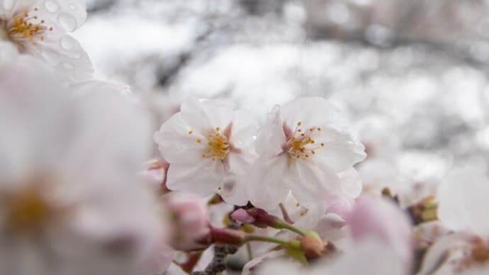 雨の日の桜（3月21日）