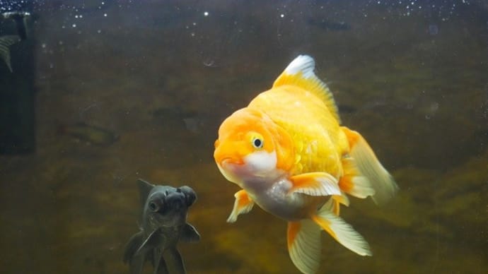 金魚ピコティ