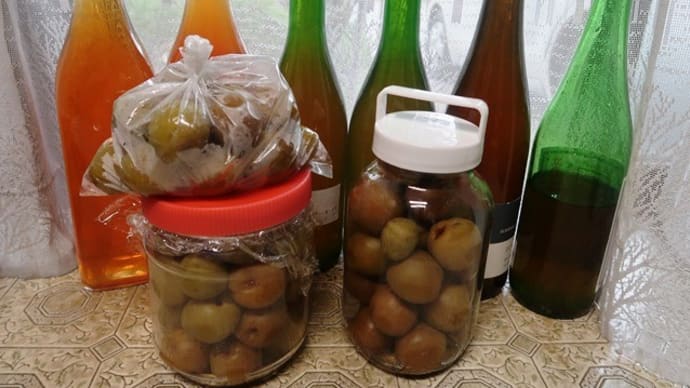 梅酒の仕込みの準備