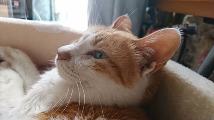 4月25日(月) 猫の麦とごまの日常日記