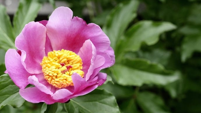 芍薬