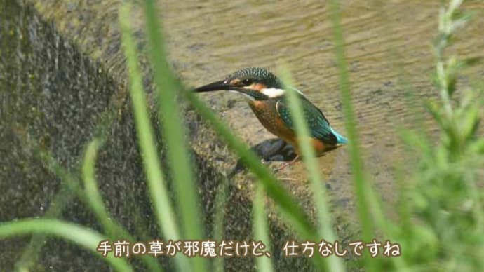 今日はチャンス!