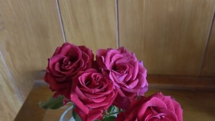 弟嫁ちゃんから、真っ赤なバラを一枝貰いました~~!