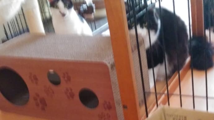 簡易更新、概ね好評😄💕