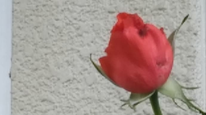 ミニばら