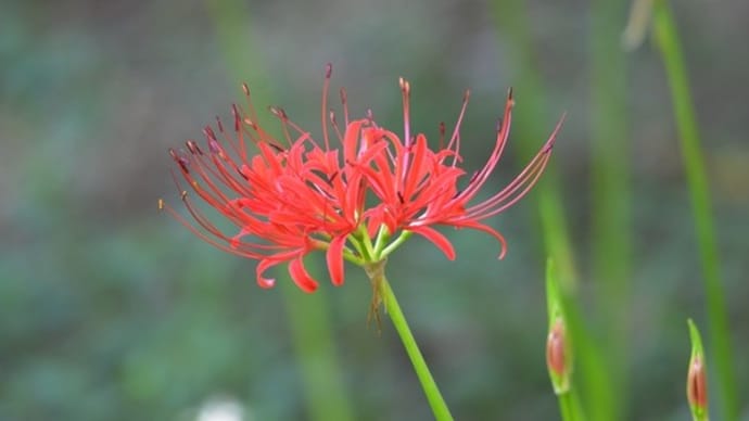 彼岸花と琵琶湖岸の野草