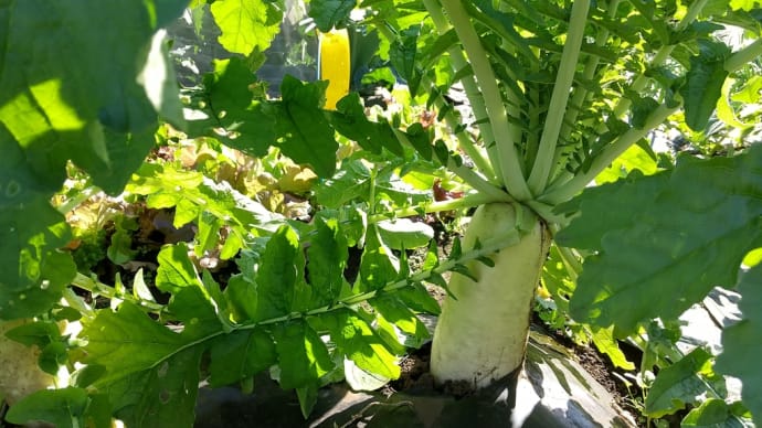 冬野菜