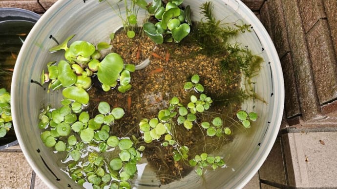 昨夜、急遽メダカが3匹亡くなり、今日はすべての水槽の掃除を始めました