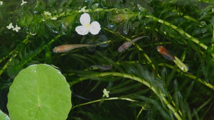 メダカさんと翅持つお客さま🐸