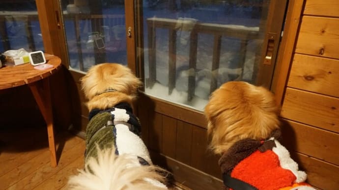 犬と森林浴:ゴールデンが集まった!