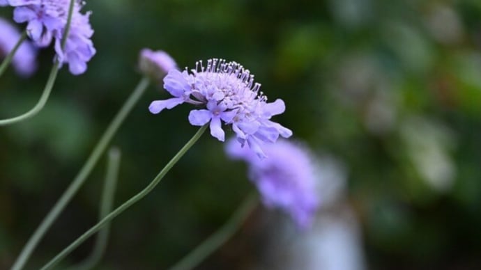 青い花2種