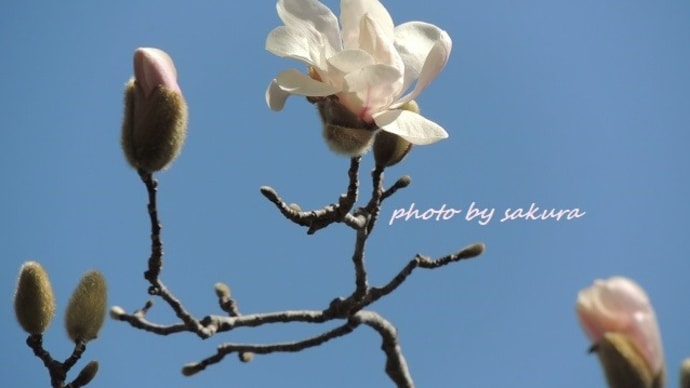 シデコブシ、ハクモクレン、松笠という名の花