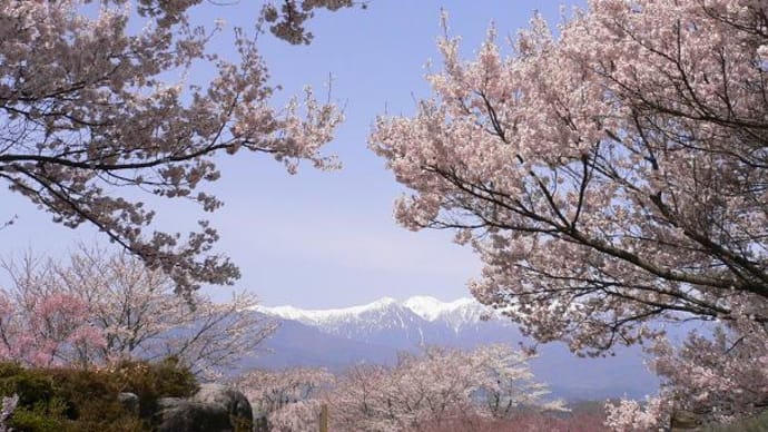 2010/04/06（火）：松本城の桜が開花宣言です。