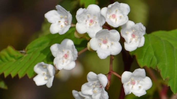 鉢植えの「オトコヨウゾメ」