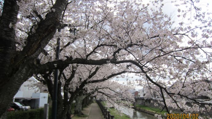満開の桜が迎える「鳥取砂丘」に県外からの観光客