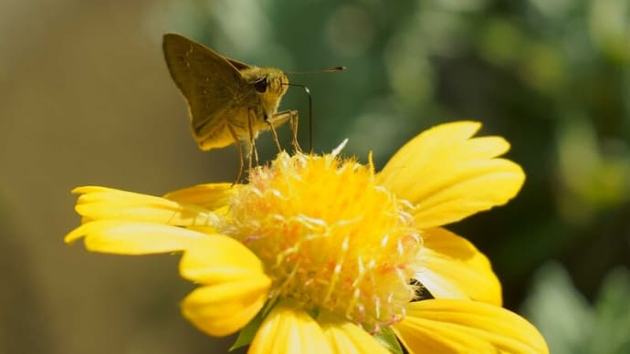 ●わが家の9月の花(13) セセリ蝶 サンドリーム コムラサキ メドーセージ