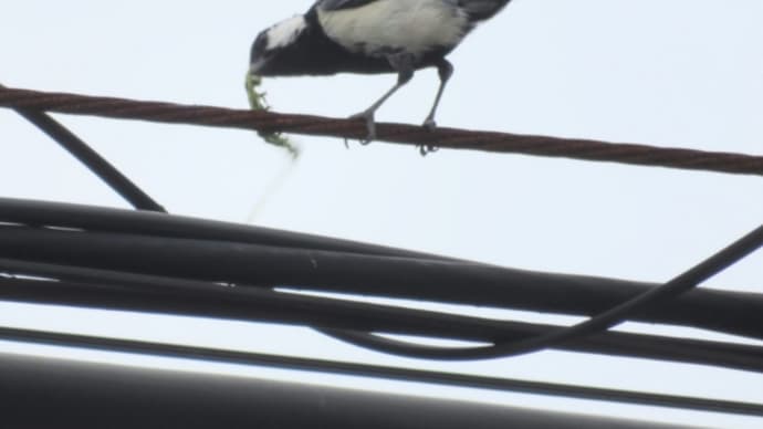 愛鳥週間だったね