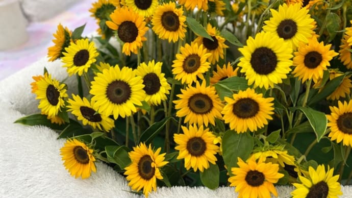 🌻ひまわり🌻