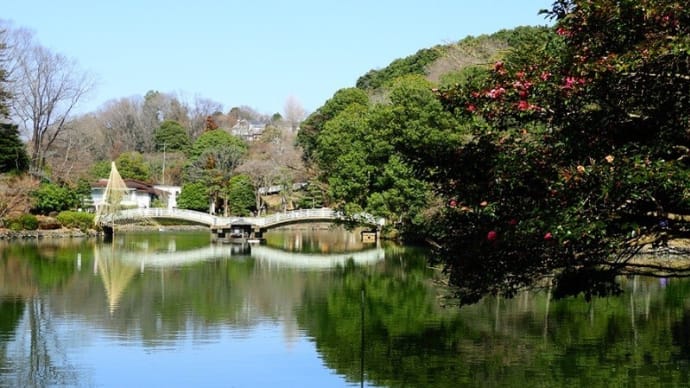 町田「薬師池公園」の薬師池でカモの「ホシハジロ」が?!