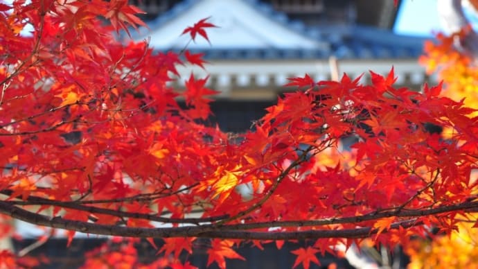 西尾歴史公園の紅葉は遅れてる? 過去の紅葉写真