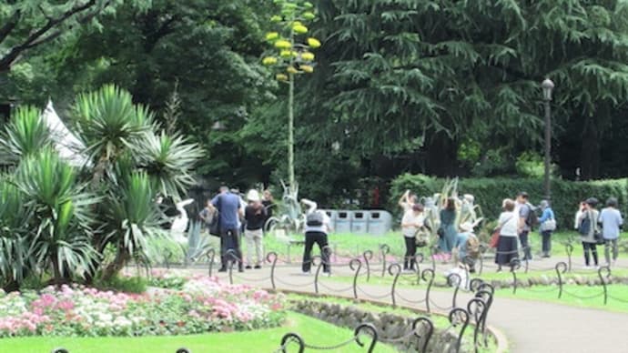竜舌蘭・100年に一度の花