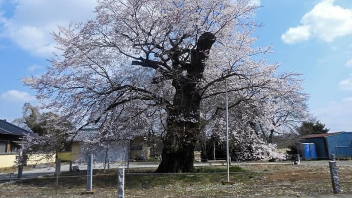 坂東 歓喜寺の江戸彼岸桜 満開