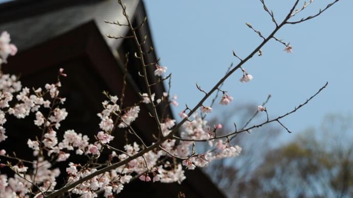 昨日と同じ桜が‥　変わって見えた。。