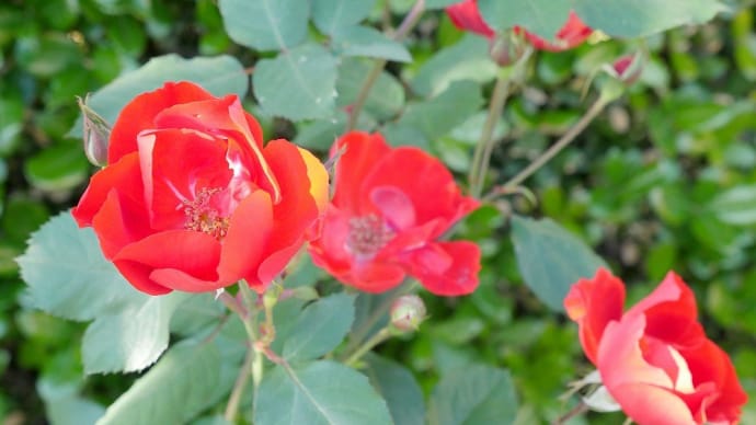 薔薇に魅せられて