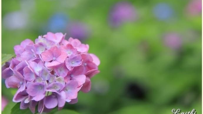 山田池公園 ピンクの紫陽花3