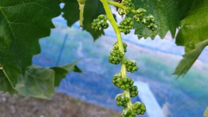 枝もさらに伸び、およそ開花20日前ごろ