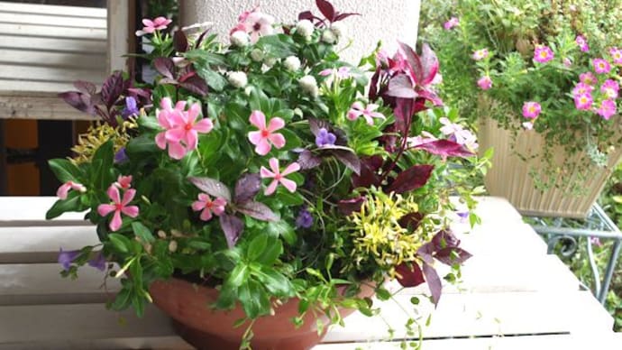9月の寄せ植え、お勧め
