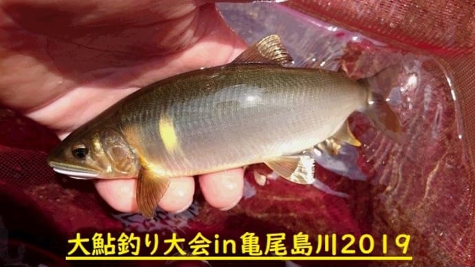 大鮎釣り大会in亀尾島川 開催のお知らせ！