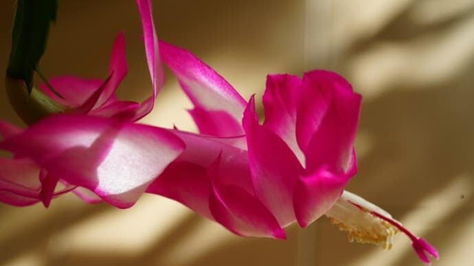 シャコバサボテンの花