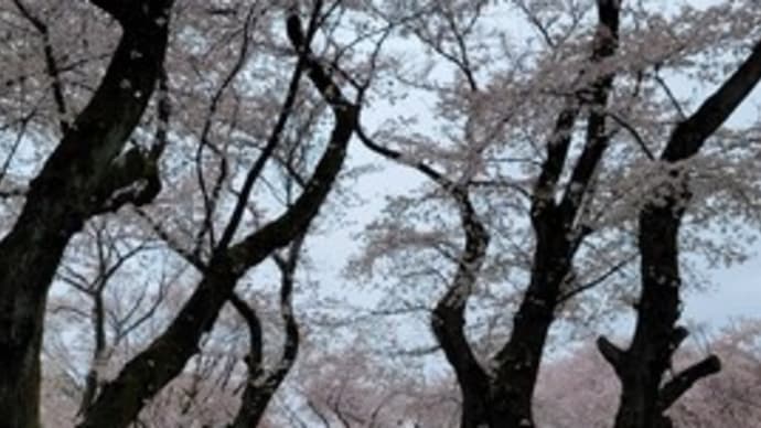 美術館🌸