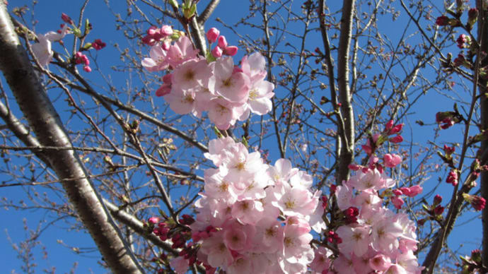 桜さく春　数十輪が開花した神田川沿いのソメイヨシノ
