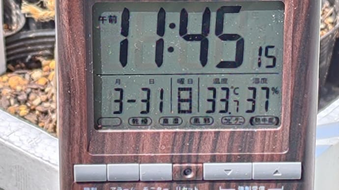 😅急に夏が来た~お昼前で既に暑い!