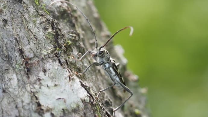 カミキリムシを探しながら帰るとするか