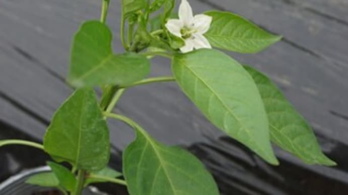夏野菜の作付け